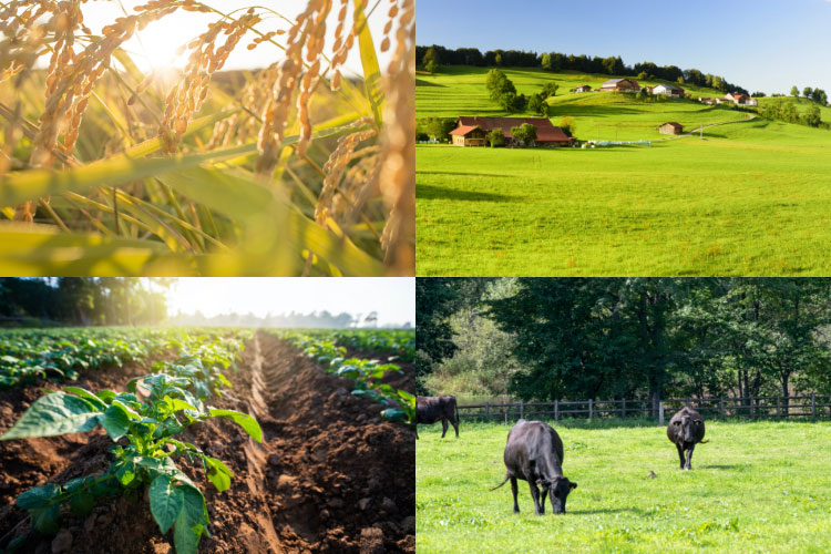 About Hayder International