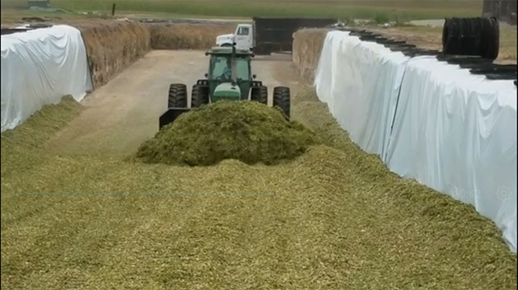 Corn Silage