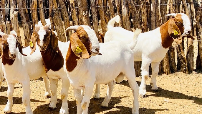 Boer Goats