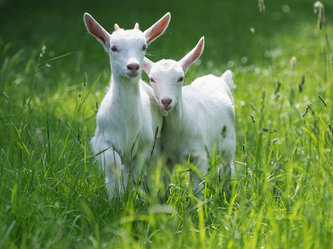 Saanen Goats