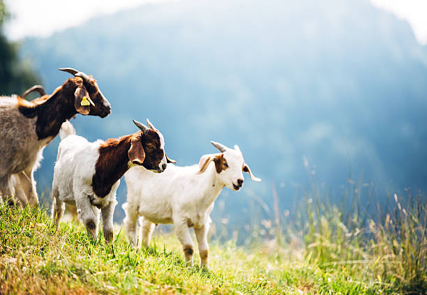 Alpine Goats