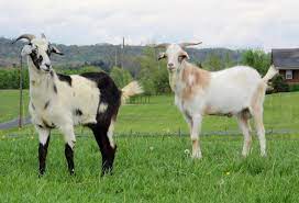Kiko Goats