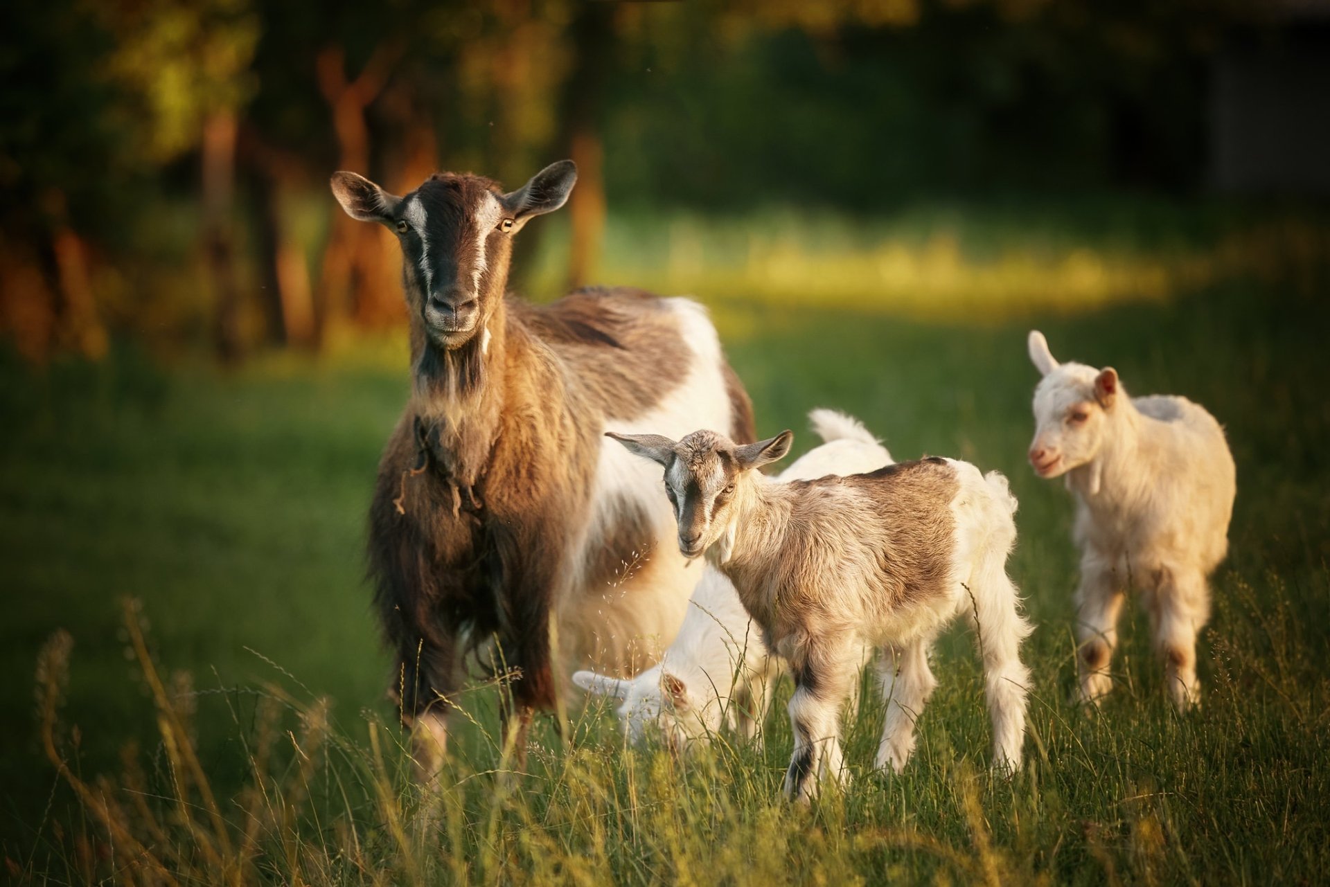 Goat Farming