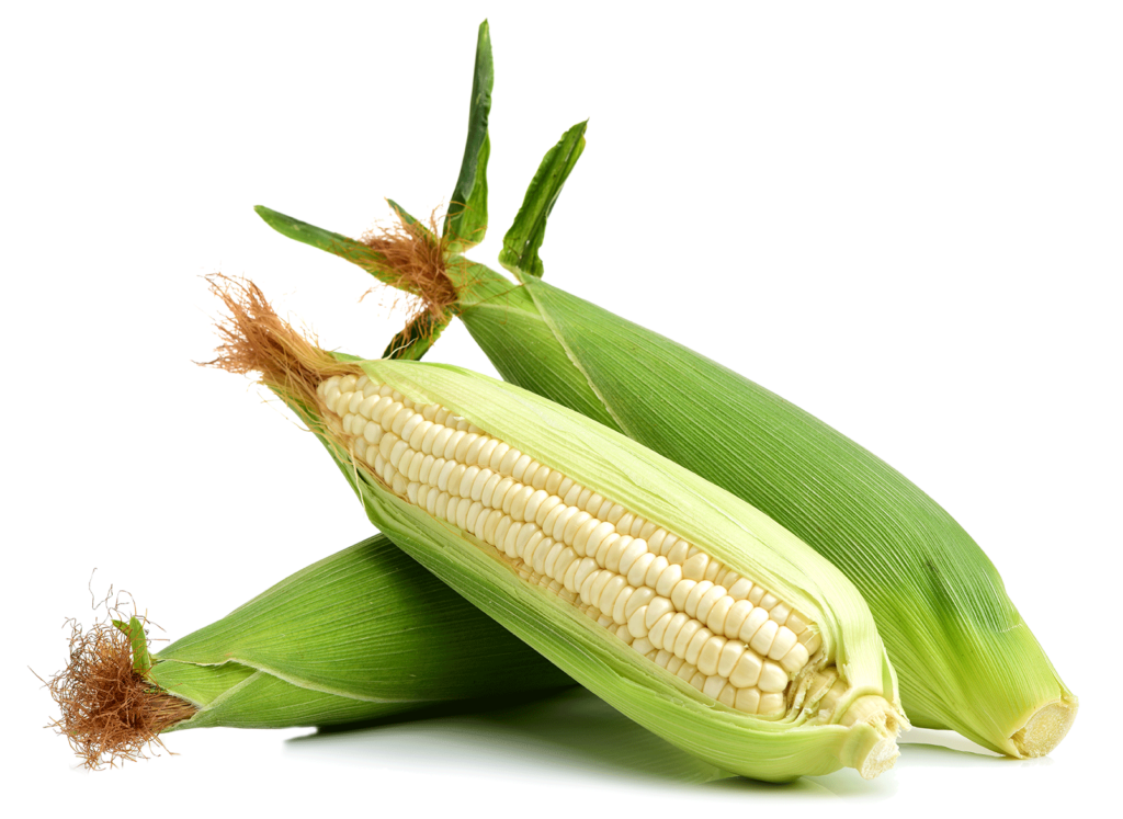 Maize Corn