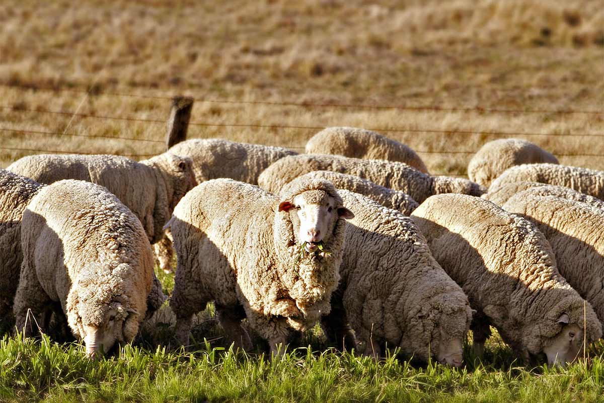 Merino Sheep