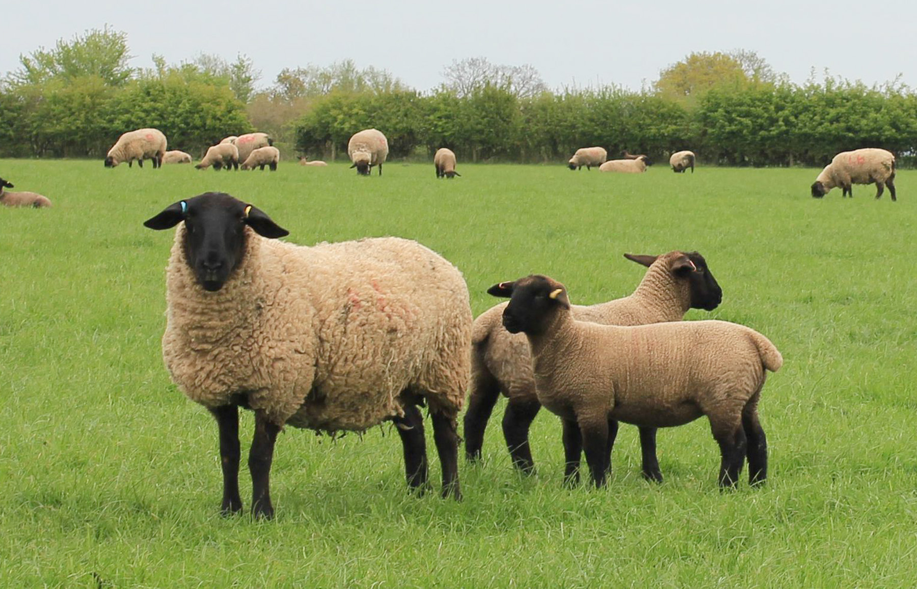 Suffolk Sheep